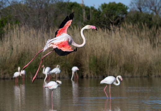 Flamants roses