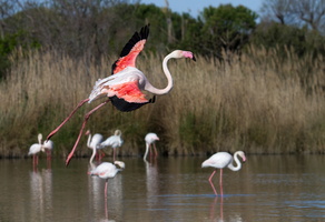 Flamants roses 13