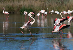 Flamants roses 14