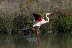 Flamants roses 15