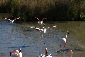 Flamants roses 16