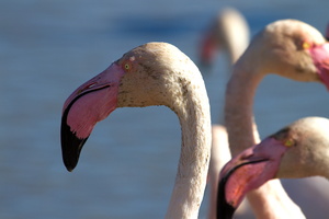 Flamants roses 17