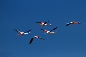 Flamants roses 18
