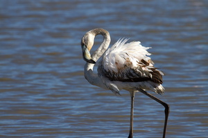 Flamants roses 19