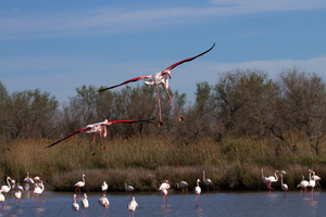 Flamants roses 20