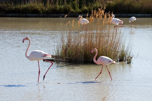 Flamants roses 21