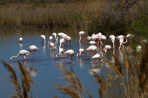 Flamants roses 22