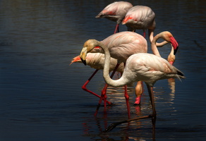 Flamants roses 23