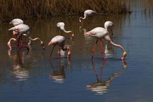 Flamants roses 24
