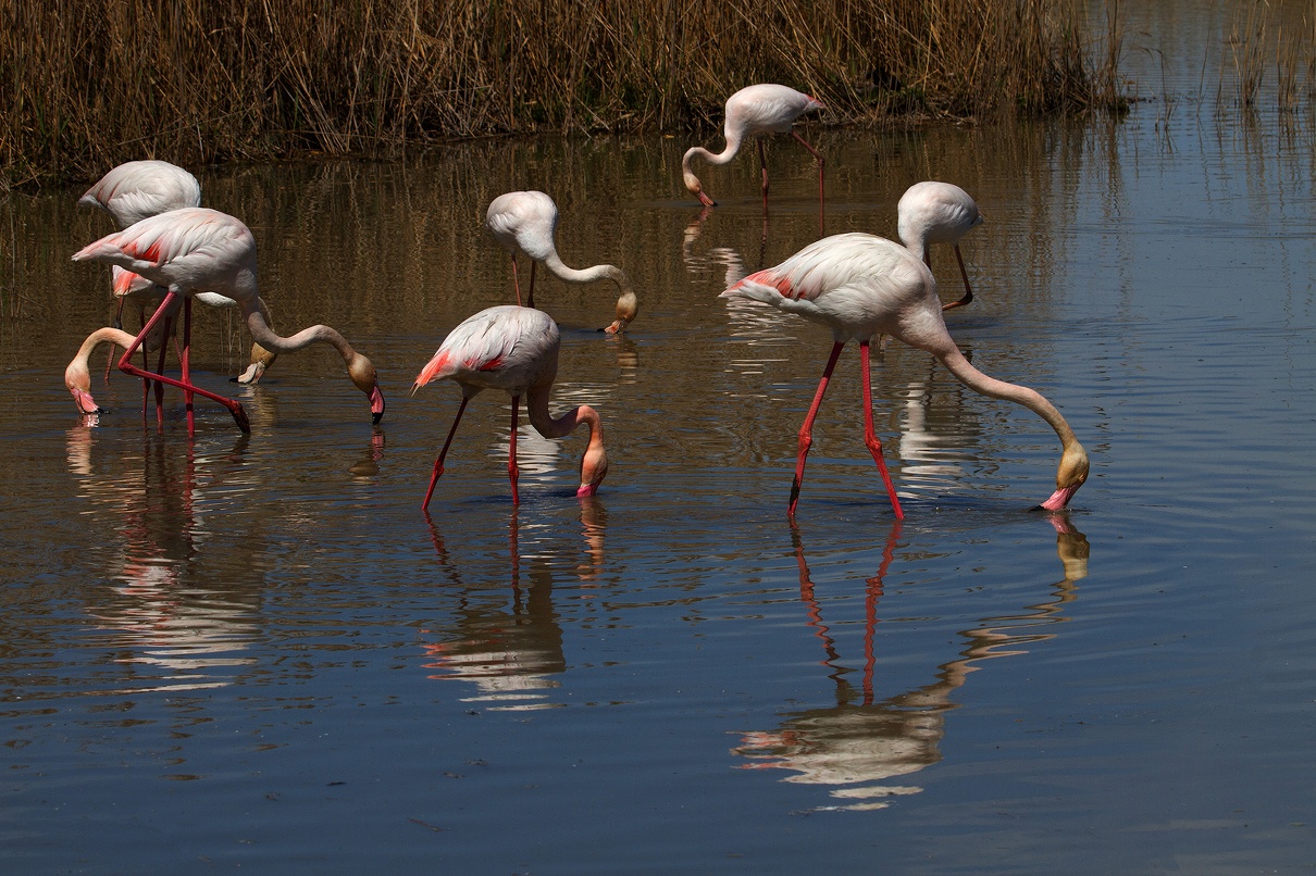 Flamants roses 24.jpg
