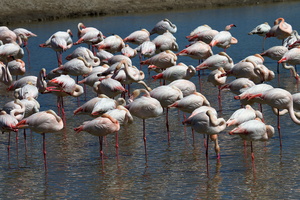 Flamants roses 25