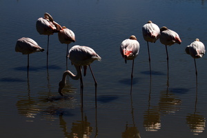 Flamants roses 26