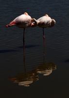 Flamants roses 27