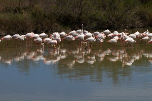 Flamants roses 28