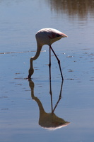 Flamants roses 29