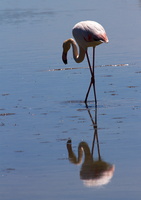Flamants roses 30