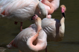 Flamants roses 31