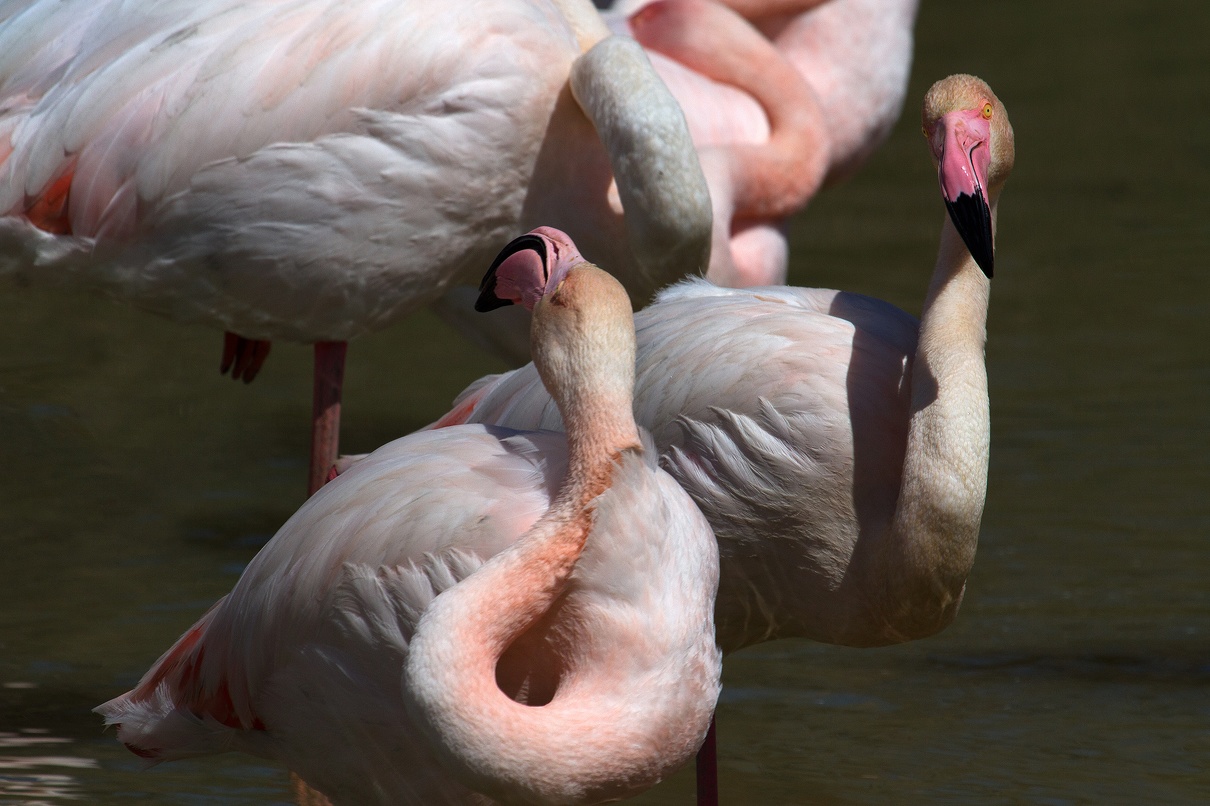Flamants roses 31.jpg