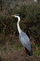 Héron cendré 07