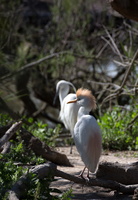 Héron garde-boeuf (Bubulcus ibis) 1