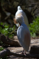 Héron garde-boeuf (Bubulcus ibis) 2