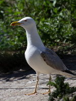 Mouette rieuse (Chroicocephalus ridibundus) 1