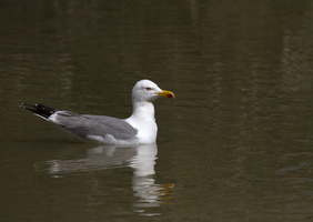 Mouette rieuse (Chroicocephalus ridibundus) 2