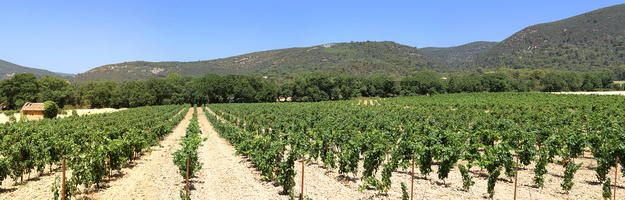 Lourmarin - Vignoble 1