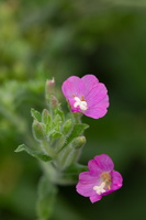 Epilobe hirsute (Epilobium hirsutum)