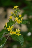 Lysimaque commune (Lysimachia vulgaris) -  photo 2