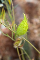 Faux cotonnier (Gomphocarpus fruticosus) 02