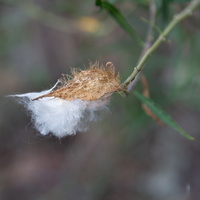 Faux cotonnier (Gomphocarpus fruticosus) 03