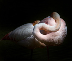 Flamants roses 01