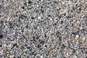 Texture coquillages 01