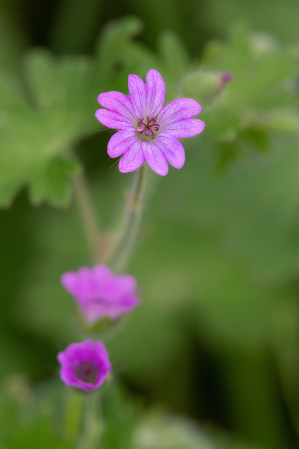 Géranium à feuilles molles (Geranium molle).jpg