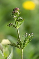 Gaillet gratteron (Galium aparine) 1
