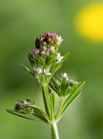 Gaillet gratteron (Galium aparine) 2