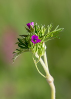 Géranium découpé (Geranium dissectum)