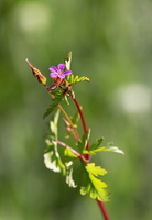 Géranium pourpre (Geranium purpureum)