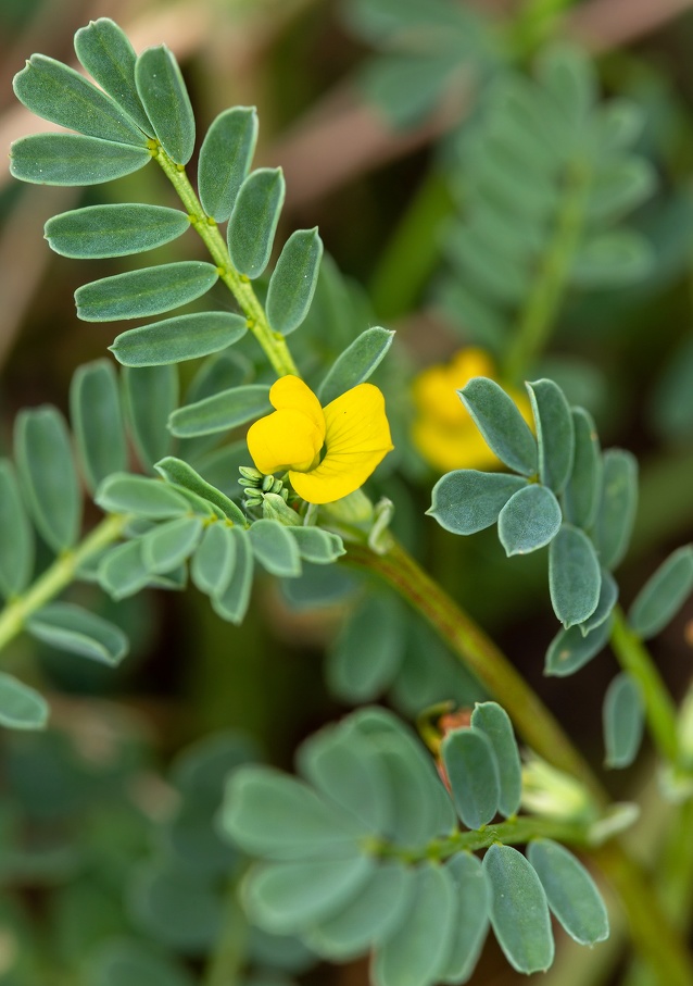 Fer-à-cheval à deux fleurs (Hippocrepis biflora).jpg