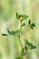 Luzerne d'Arabie (Medicago arabica) 1