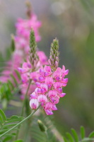 Esparcette à feuilles de vesce (Onobrychis viciifolia) 3