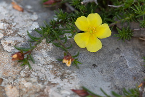 Fumana à tiges retombantes (Fumana procumbens)