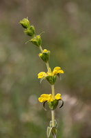 Lychnite (Phlomis lychnitis)
