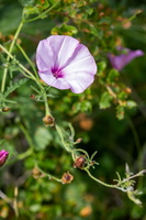Fausse guimauve (Convolvulus althaeoides) 1