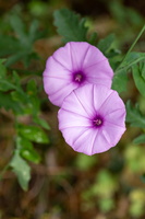 Fausse guimauve (Convolvulus althaeoides) 2