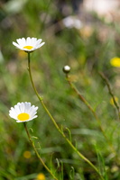 Marguerite à feuilles de graminées ( Leucanthemum graminifolium)