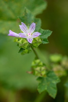 Mauve à petites fleurs (Malva parviflora)