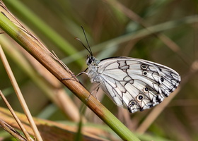 Echiquier d'Occitanie (Melanargia occitanica) 1