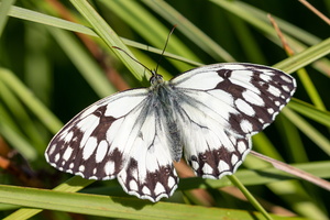 Echiquier d'Occitanie (Melanargia occitanica) 2